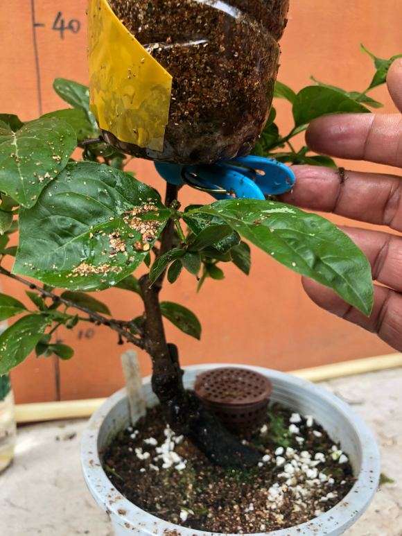 图解 老鸦柿下山桩怎么高压的9个步骤