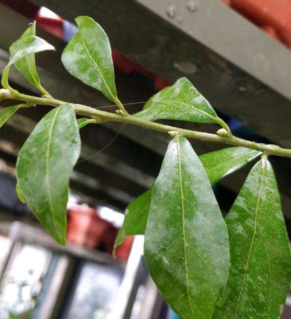 这是老鸦柿下山桩花芽吗 怎么区别 图片