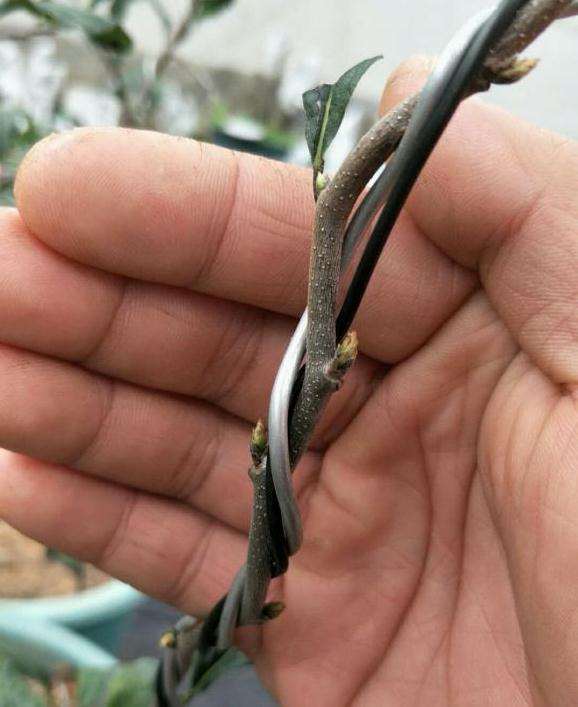 这是老鸦柿下山桩花芽吗 怎么区别 图片