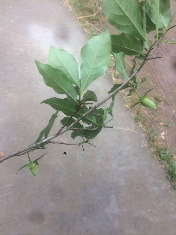 老鸦柿下山桩生桩多久发芽