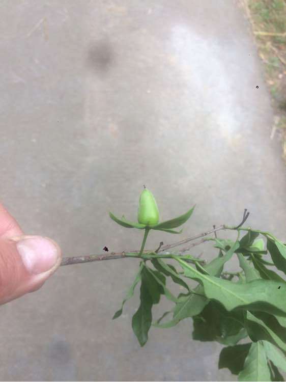 老鸦柿下山桩生桩多久发芽