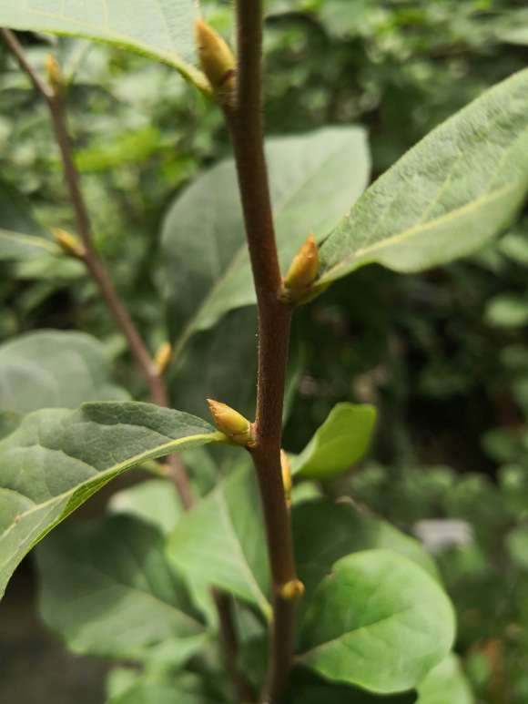 这是老鸦柿下山桩的花芽