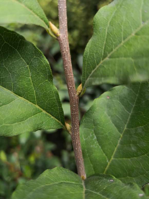 这是老鸦柿下山桩的花芽