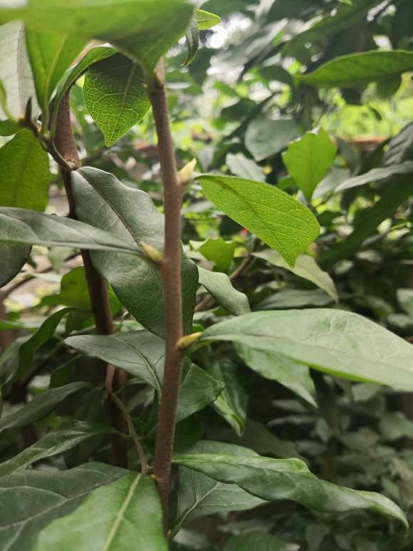 这是老鸦柿下山桩的花芽