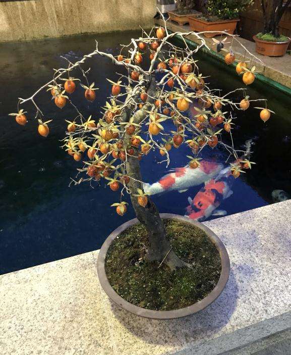 老鸦柿盆景怎么修剪果子的3个方法