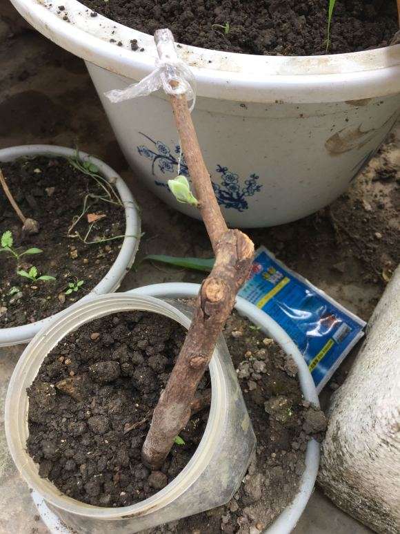 老鸦柿下山桩可不可以嫁接金弹子