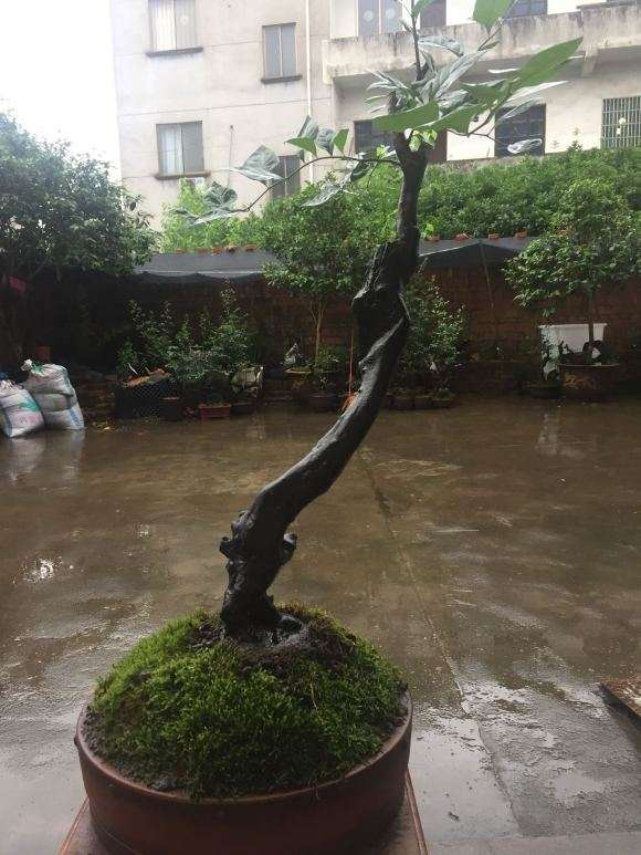 为什么日本老鸦柿盆景那么贵有人买