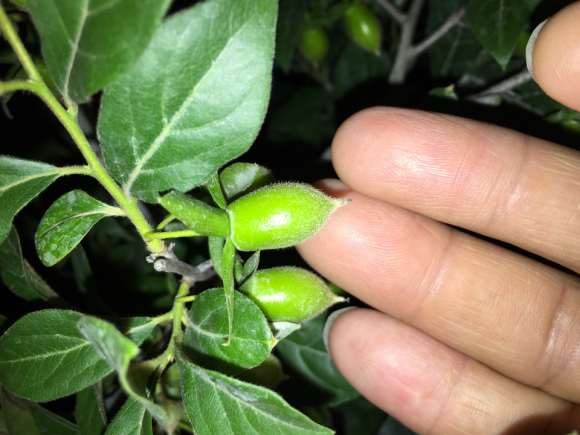 为什么日本老鸦柿盆景那么贵有人买