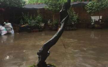 为什么日本老鸦柿盆景那么贵有人买