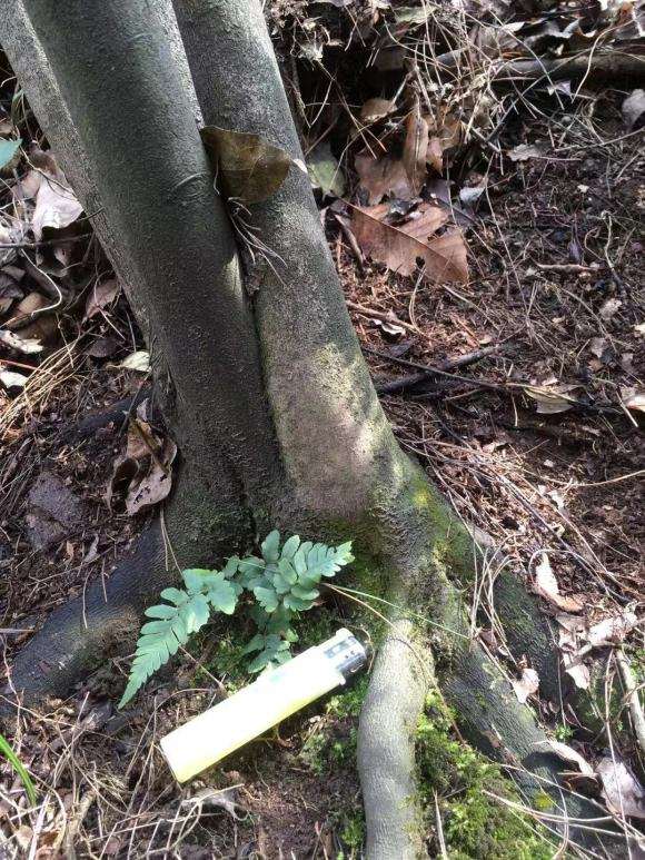 发现山上好多老鸦柿下山桩