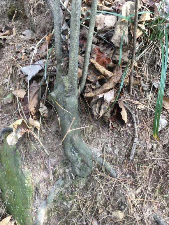 发现山上好多老鸦柿下山桩