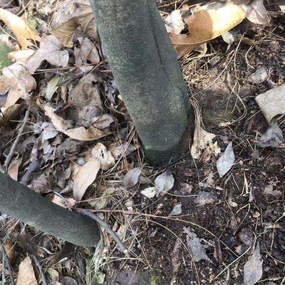 发现山上好多老鸦柿下山桩