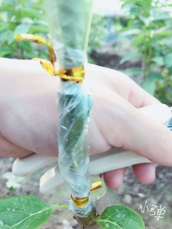 君迁子嫁接金弹子下山桩