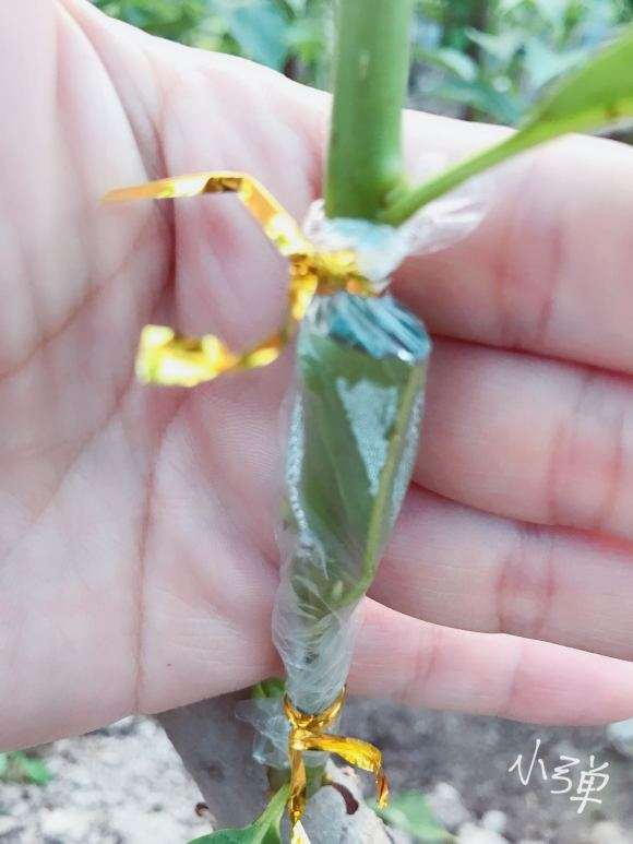 君迁子嫁接金弹子下山桩