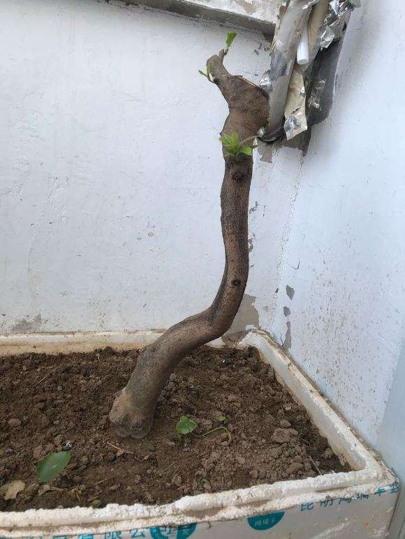 嫁接失败的君迁子下山桩