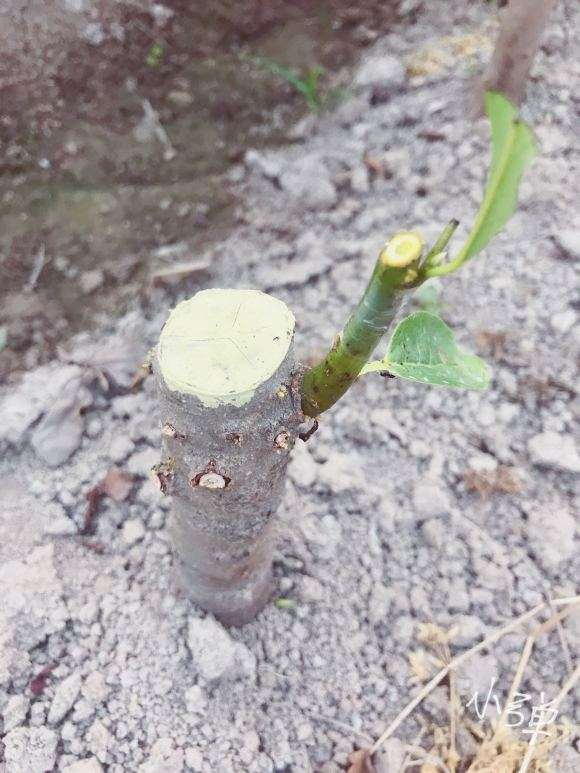 图解 君迁子怎么嫁接金弹子下山桩的方法