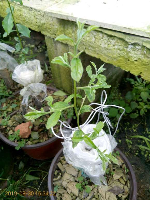 7月嫁接的老鸦柿下山桩