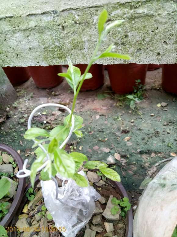 7月嫁接的老鸦柿下山桩