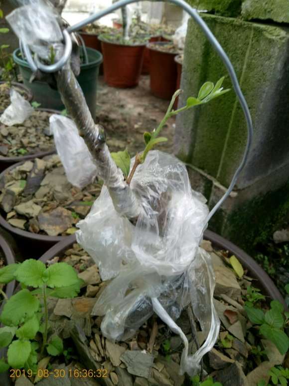 7月嫁接的老鸦柿下山桩