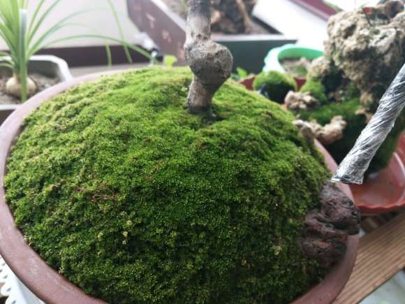 盆景的青苔怎么养出来的