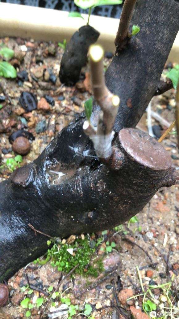 老鸦柿下山桩嫁接套袋后多久