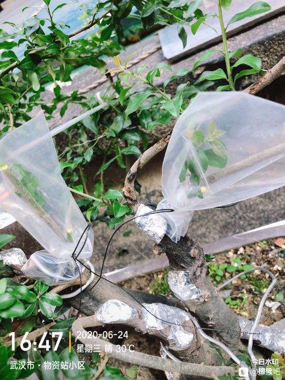 老鸦柿下山桩嫁接套袋后多久