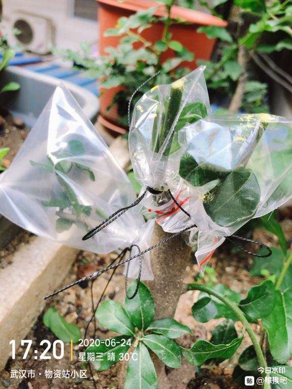 老鸦柿下山桩嫁接套袋后多久