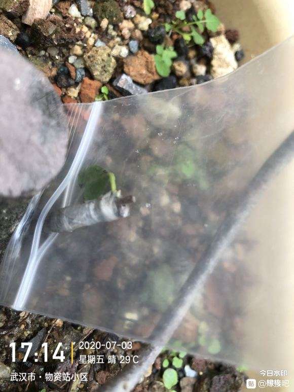 老鸦柿下山桩一直套袋