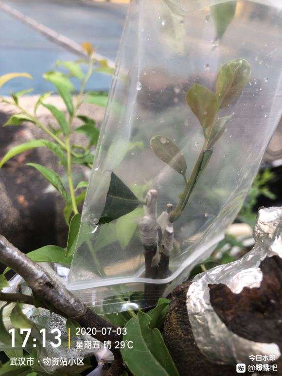 老鸦柿下山桩一直套袋