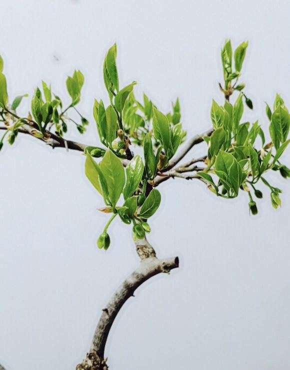 母老鸦柿下山桩挂的花能结果吗