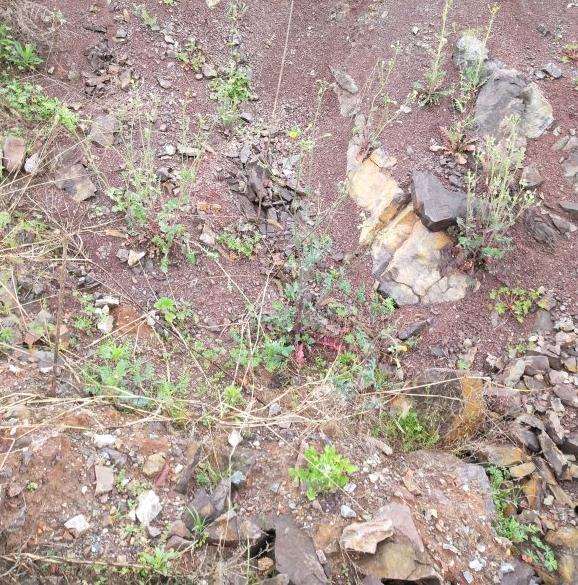 老鸦柿下山桩能用风化石种吗