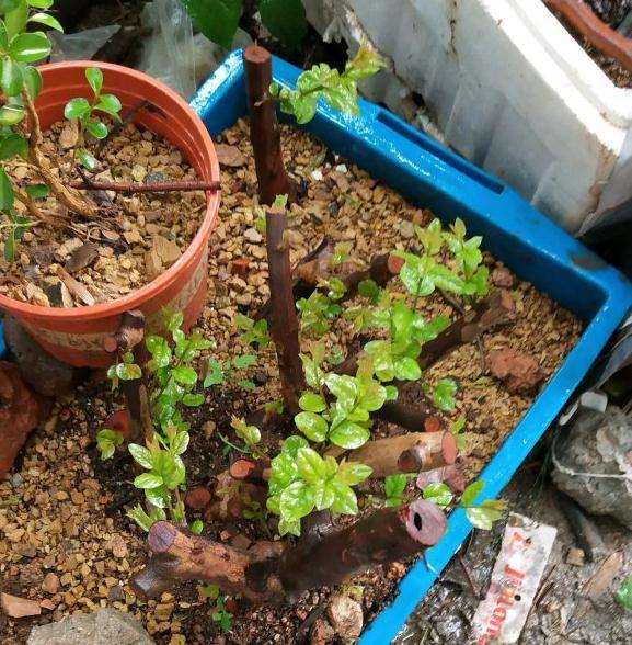 老鸦柿下山桩能用风化石种吗