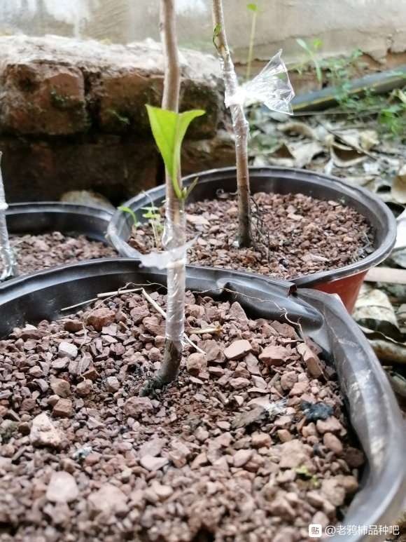 今天嫁接的3棵老鸦柿下山桩苗