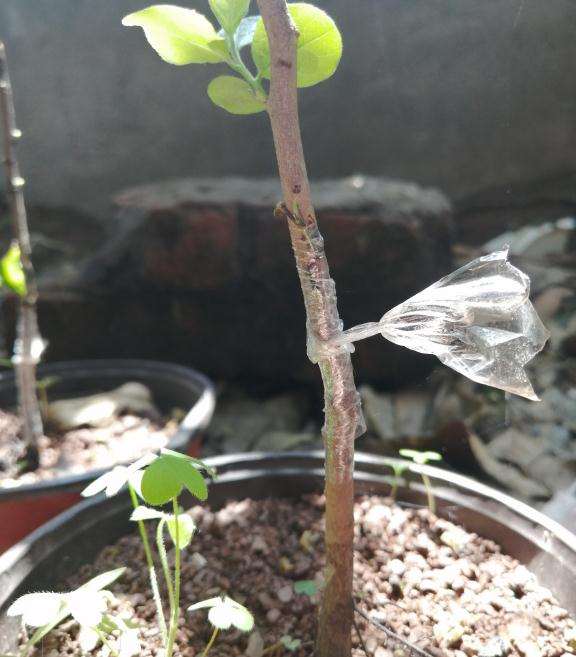 今天嫁接的3棵老鸦柿下山桩苗