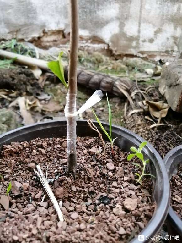 今天嫁接的3棵老鸦柿下山桩苗