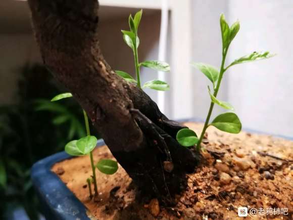 为什么老鸦柿下山桩不要抹芽