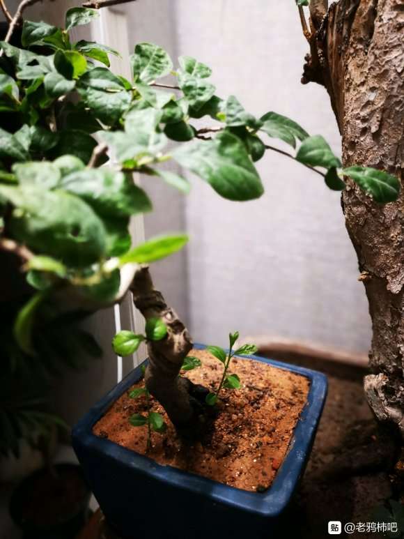 老鸦柿下山桩来芽多久后