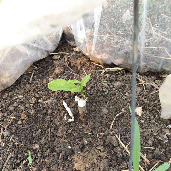 为什么嫁接老鸦柿下山桩到现在 才发芽 