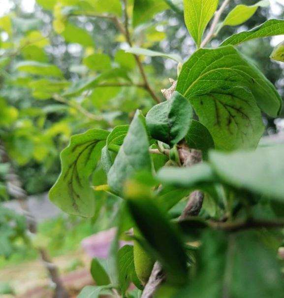 老鸦柿下山桩叶脉发黑