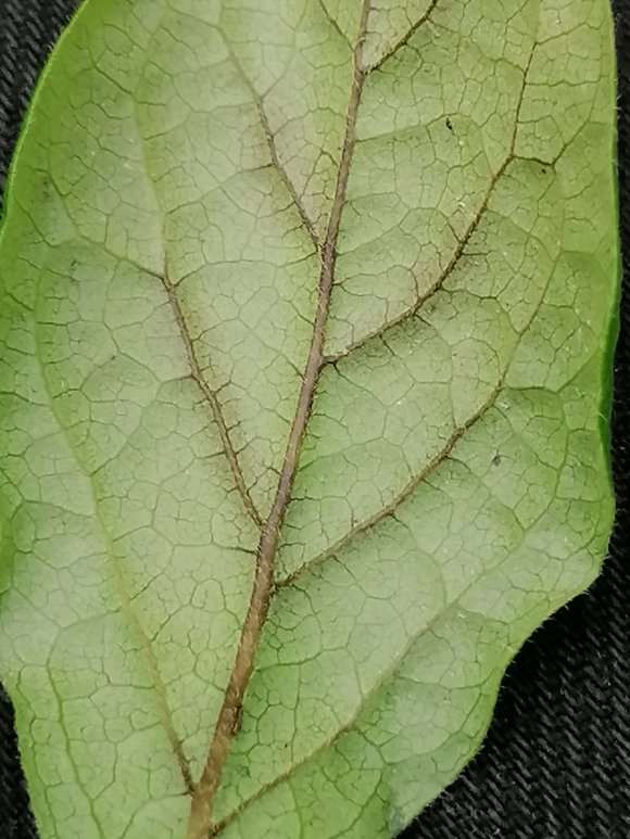 老鸦柿下山桩叶脉发黑