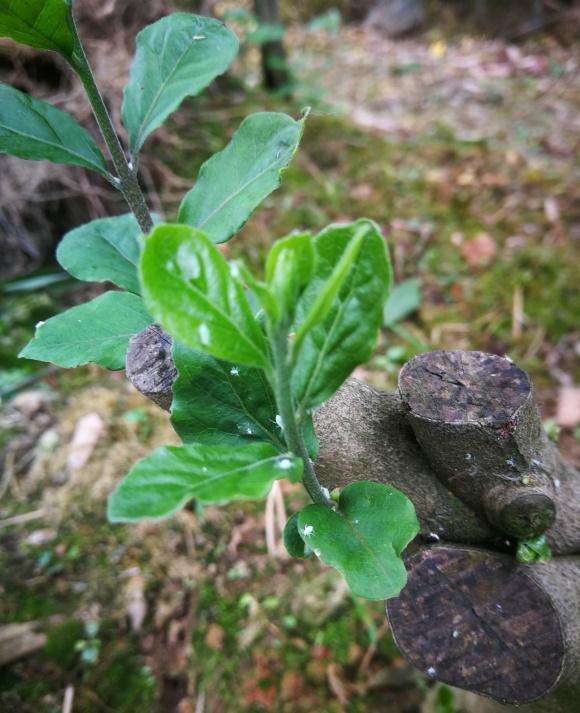 老鸦柿下山桩长虫子