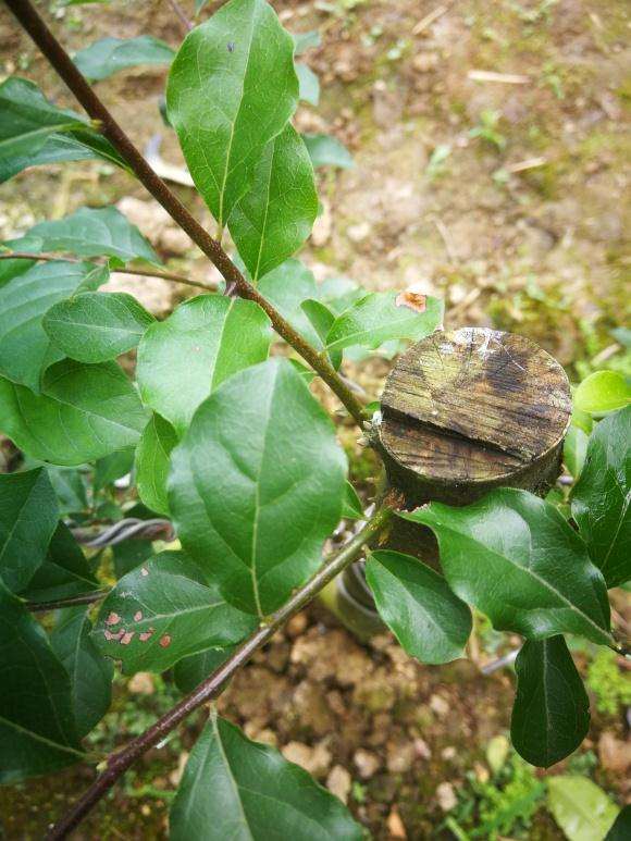老鸦柿下山桩长虫子