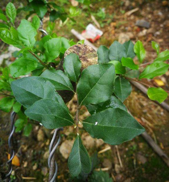 老鸦柿下山桩长虫子