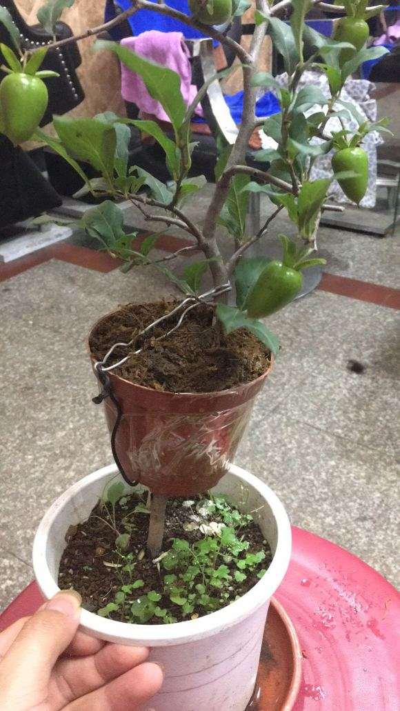 老鸦柿下山桩高压成功