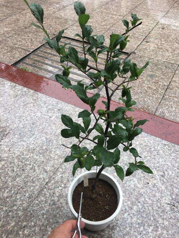 老鸦柿下山桩高压成功