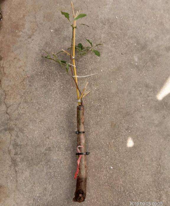 6月底嫁接的老鸦柿下山桩