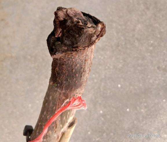 6月底嫁接的老鸦柿下山桩