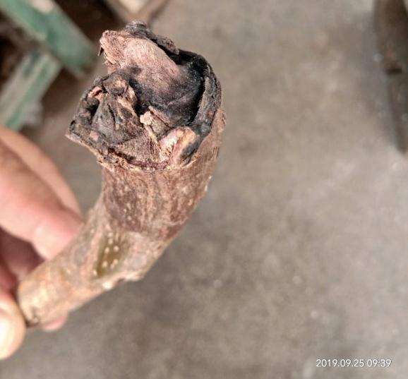 6月底嫁接的老鸦柿下山桩