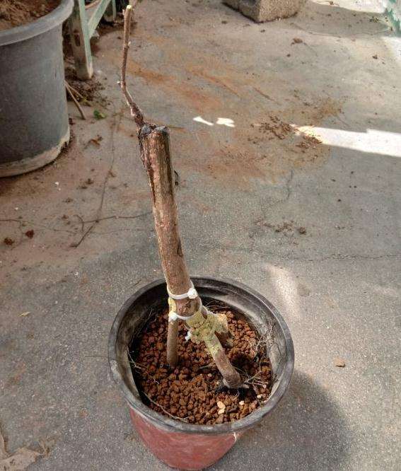 6月底嫁接的老鸦柿下山桩 7月发芽 图片