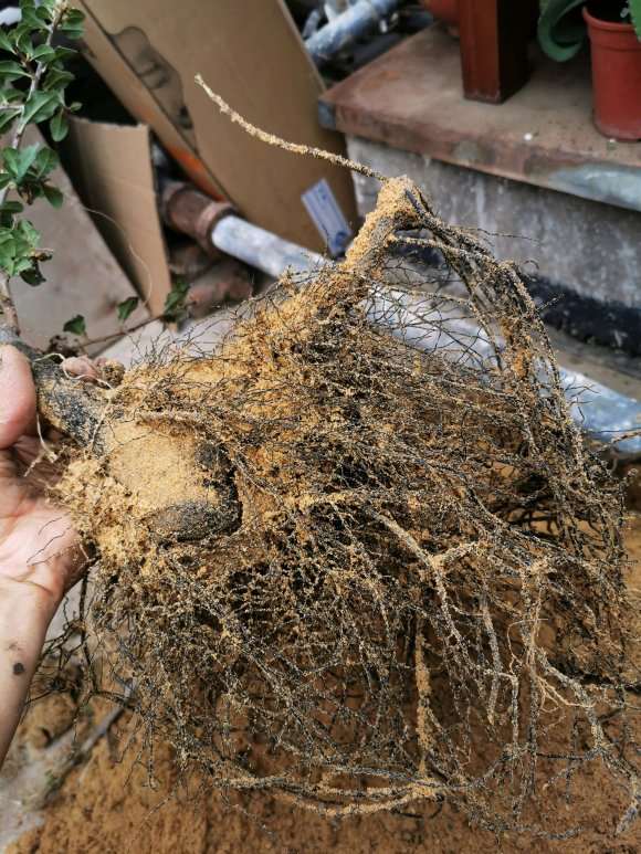 老鸦柿下山桩用生根粉效果怎么样